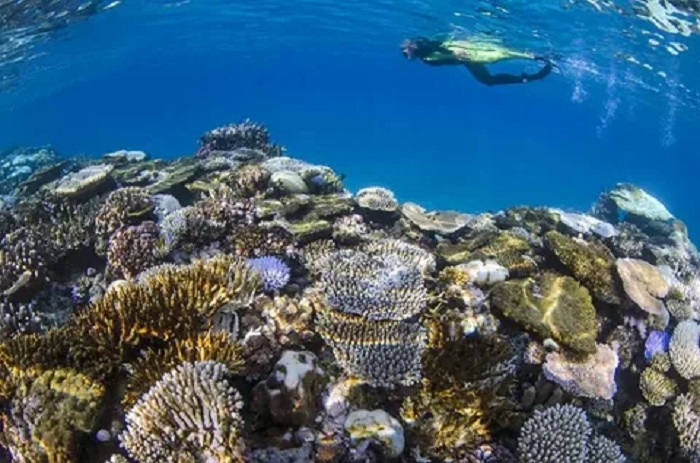 One of the largest coral formations in the world
